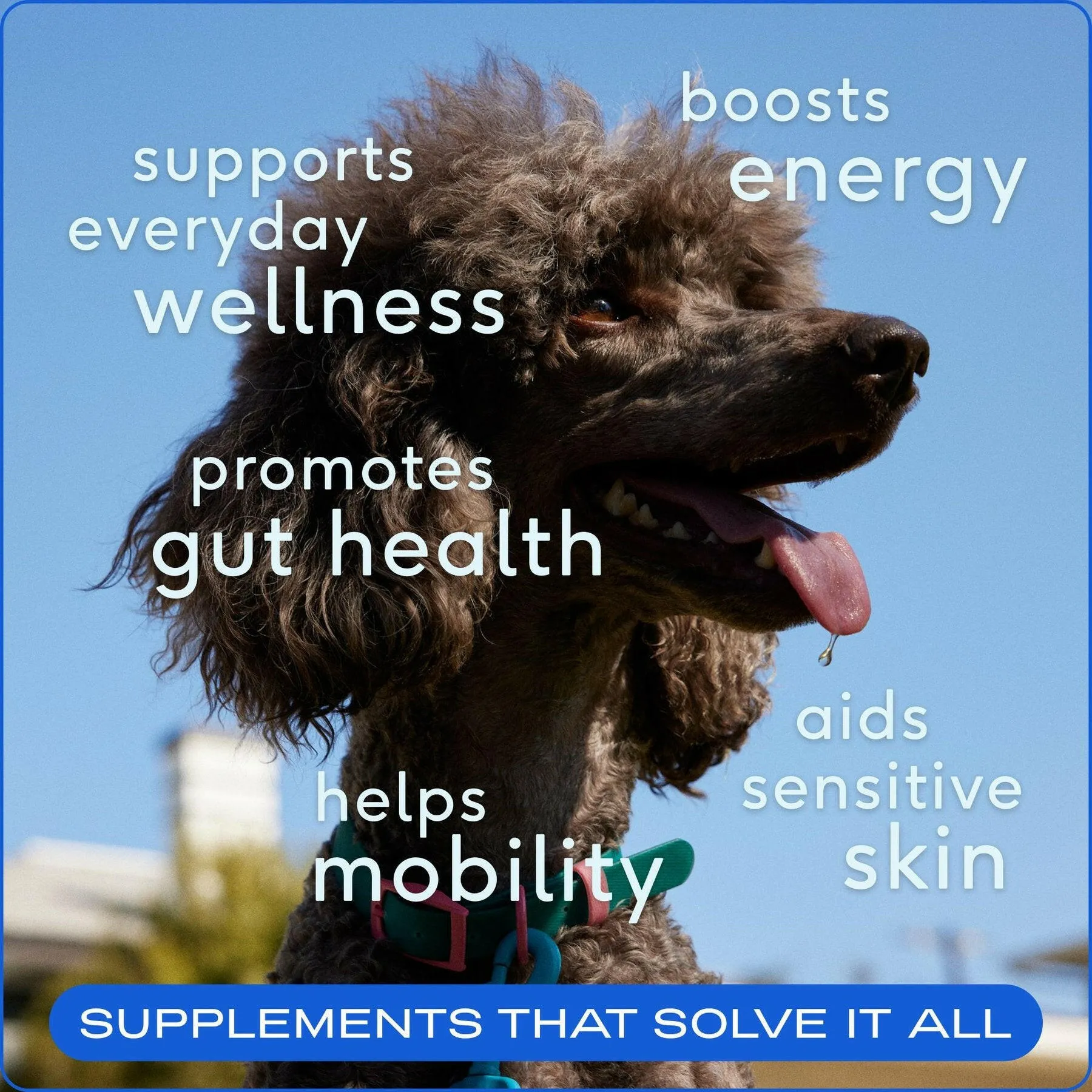 Native Pet The Daily Powder Supplement 11-in-1 Multivitamins for Dogs