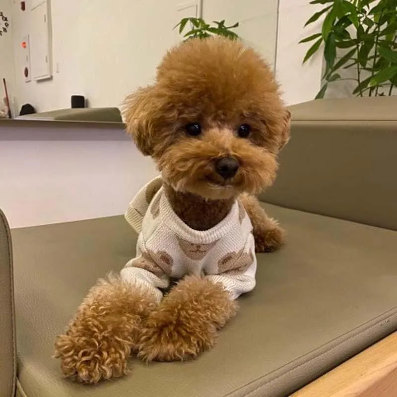Winter Printed Sweater for Dogs